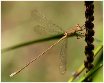 Lestes umbrinus mâle