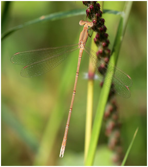 Lestes umbrinus mâle