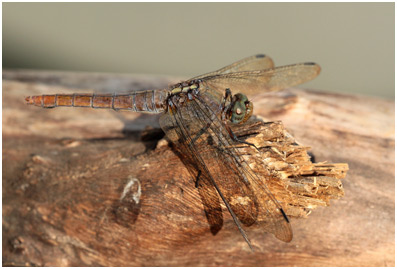 Orthetrum pruinosum femelle