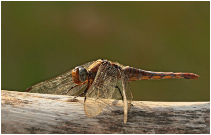 Orthetrum pruinosum femelle