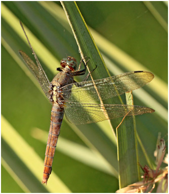 Orthetrum pruinosum femelle