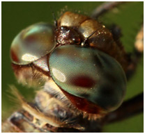 Orthetrum pruinosum femelle