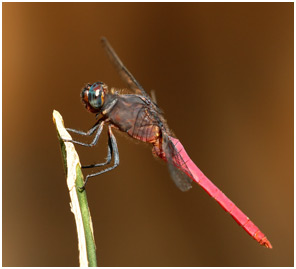 Orthetrum pruinosum mâle