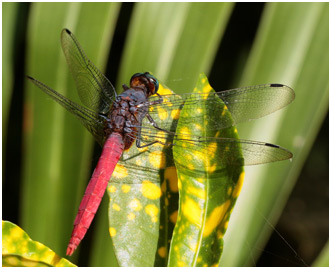 Orthetrum pruinosum mâle