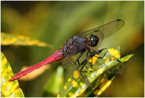 Orthetrum pruinosum mâle