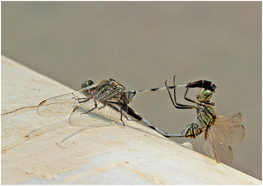 Orthetrum sabina accouplement