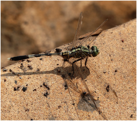 Orthetrum sabina femelle