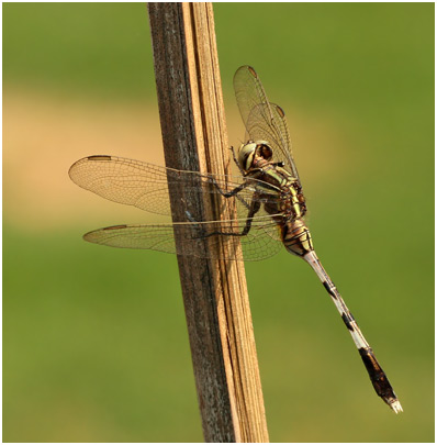 Orthetrum sabina femelle