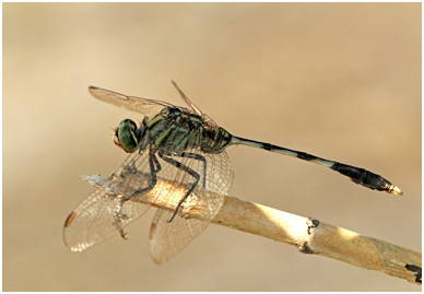 Orthetrum sabina mâle