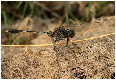Orthetrum sabina mâle