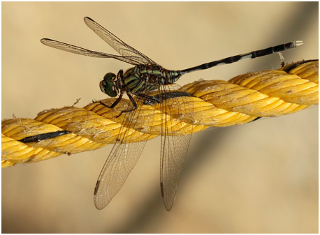 Orthetrum sabina mâle