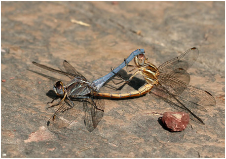 Orthetrum taeniolatum accouplement