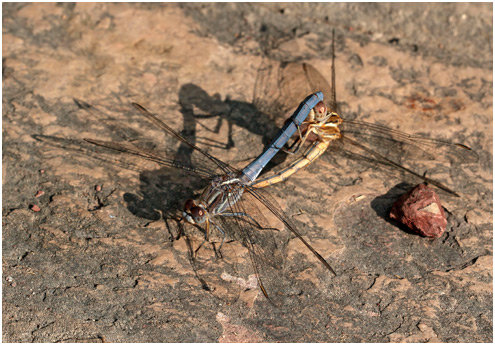 Orthetrum taeniolatum accouplement