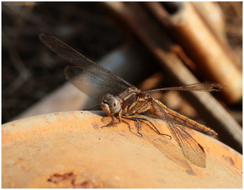 Orthetrum taeniolatum