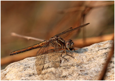 Orthetrum taeniolatum