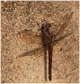 Orthetrum taeniolatum