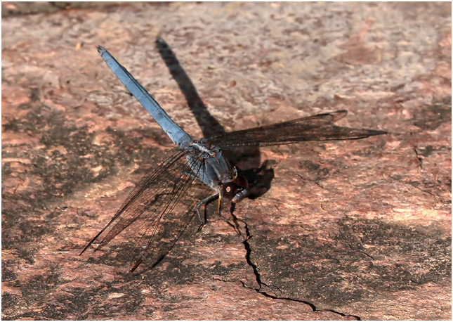 Orthetrum taeniolatum mâle