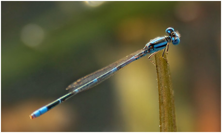 Paracercion malayanum mâle