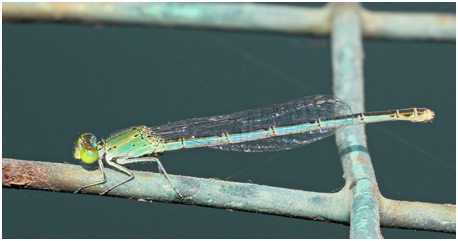 Pseudagrion decorum femelle