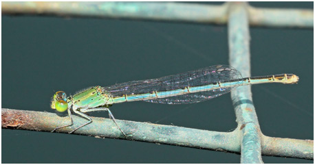 Pseudagrion decorum femelle