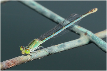 Pseudagrion decorum femelle