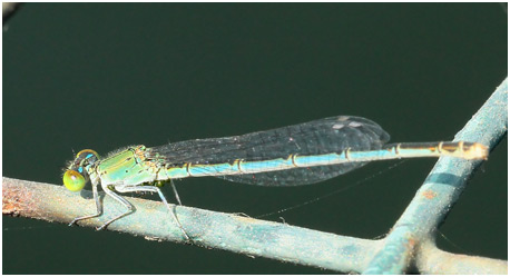 Pseudagrion decorum femelle