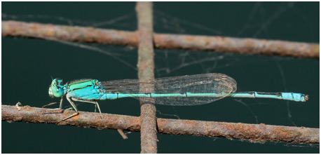 Pseudagrion decorum mâle