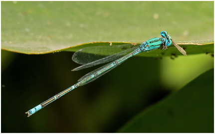 Pseudagrion decorum mâle