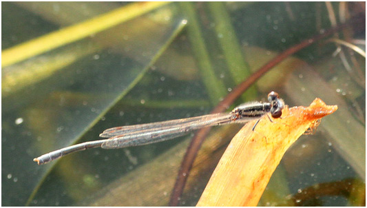 Pseudagrion hypermelas mâle