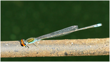 Pseudagrion rubriceps mâle