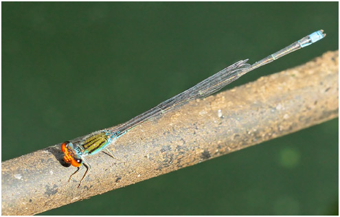 Pseudagrion rubriceps mâle