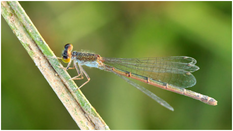 Rhodischnura nursei femelle