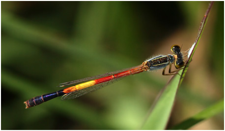 Rhodischnura nursei mâle Rhodischnura nursei mâle