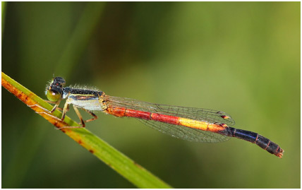 Rhodischnura nursei mâle