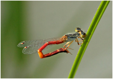 Rhodischnura nursei mâle