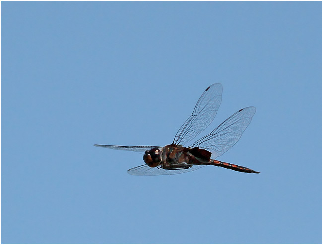 Tramea limbata mâle