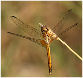 Trithemis aurora femelle