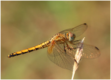 Trithemis aurora femelle