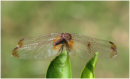 Trithemis aurora femelle