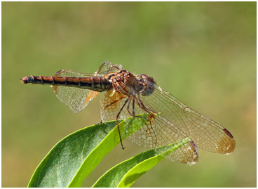 Trithemis aurora femelle