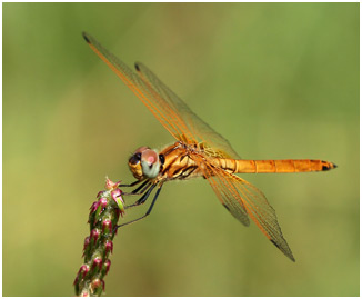 Trithemis annulata 