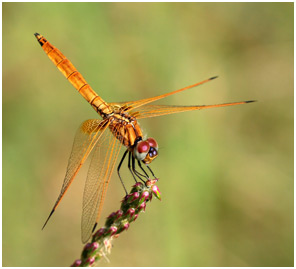 Trithemis annulata 