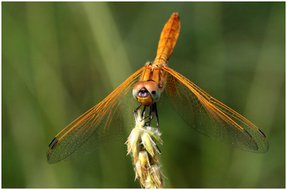 Trithemis annulata 