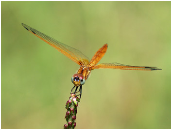 Trithemis annulata 