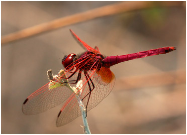 Trithemis aurora mâle