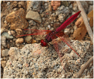 Trithemis aurora mâle