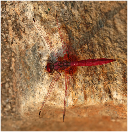 Trithemis aurora mâle