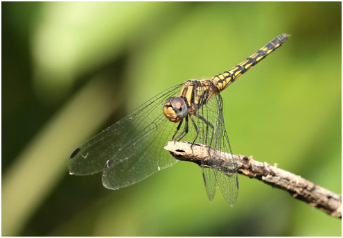 Trithemis festiva femelle