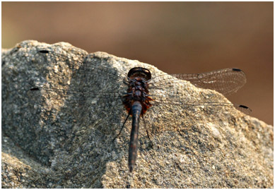 Trithemis festiva mâle