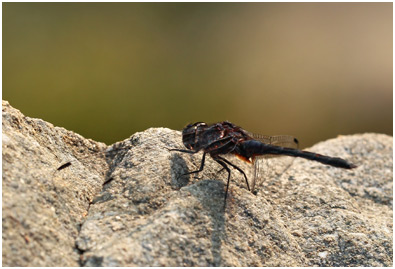 Trithemis festiva mâle